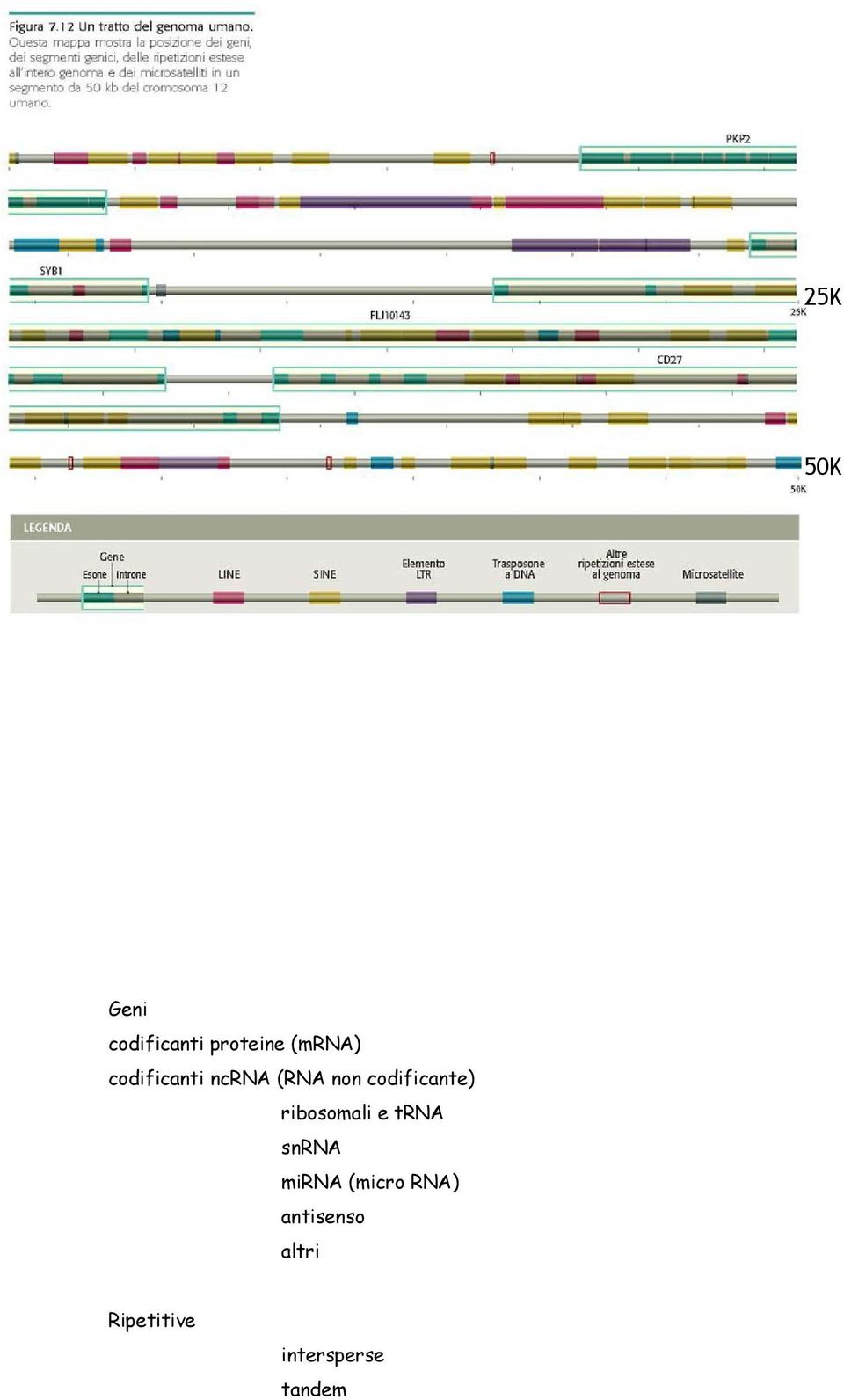 ribosomali e trna snrna mirna (micro RNA)