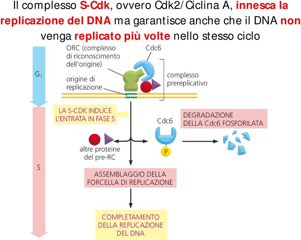 replicazione del DNA ma garantisce