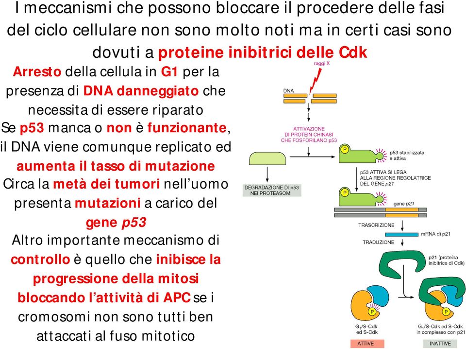 comunque replicato ed aumenta il tasso di mutazione Circa la metà dei tumori nell uomo presenta mutazioni a carico del gene p53 Altro importante