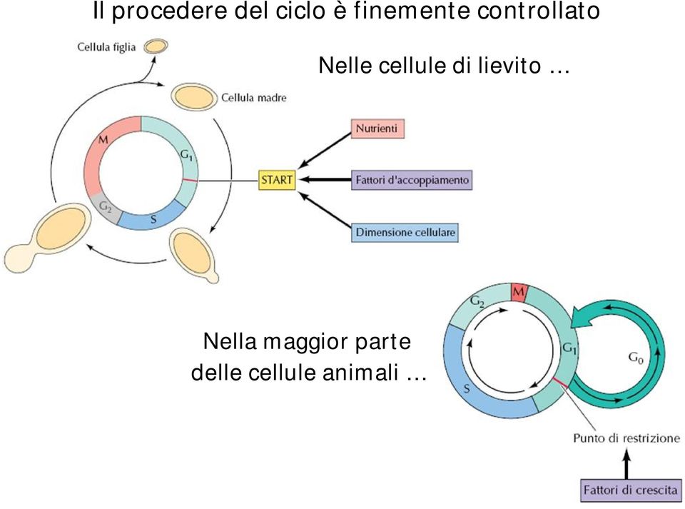 cellule di lievito Nella