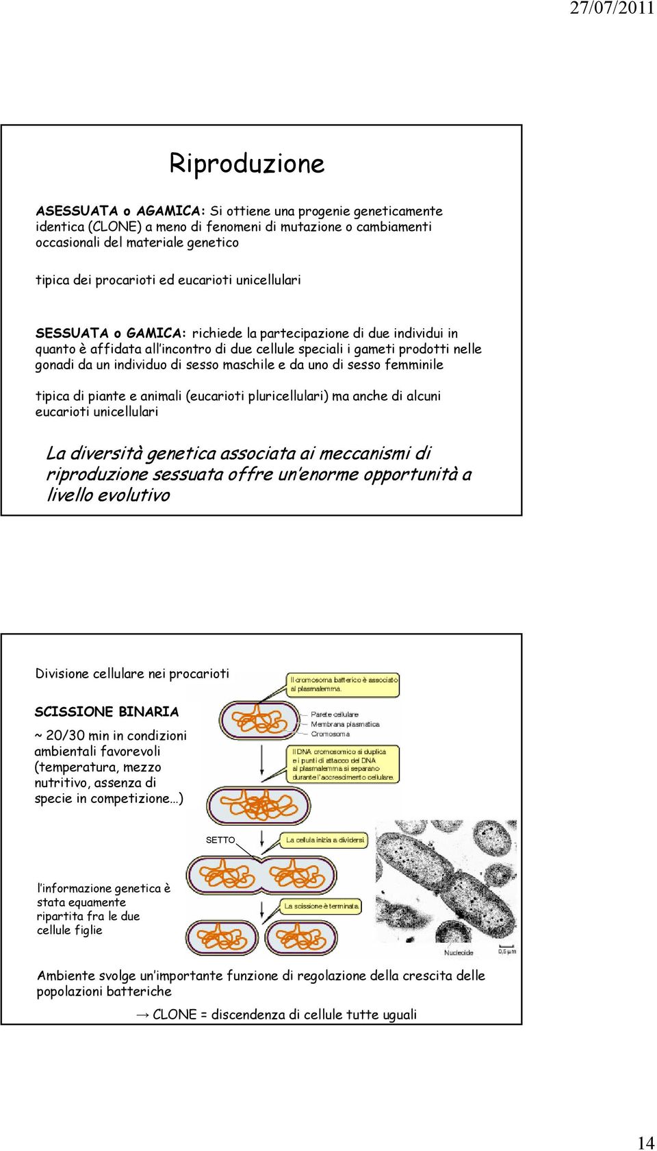 maschile e da uno di sesso femminile tipica di piante e animali (eucarioti pluricellulari) ma anche di alcuni eucarioti unicellulari La diversità genetica associata ai meccanismi di riproduzione