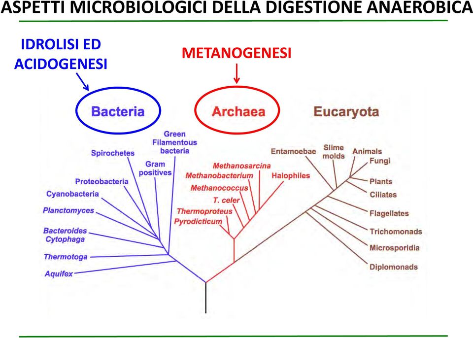 DIGESTIONE ANAEROBICA