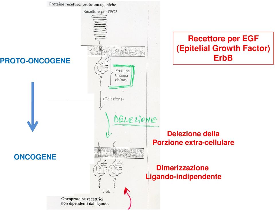 Delezione della Porzione