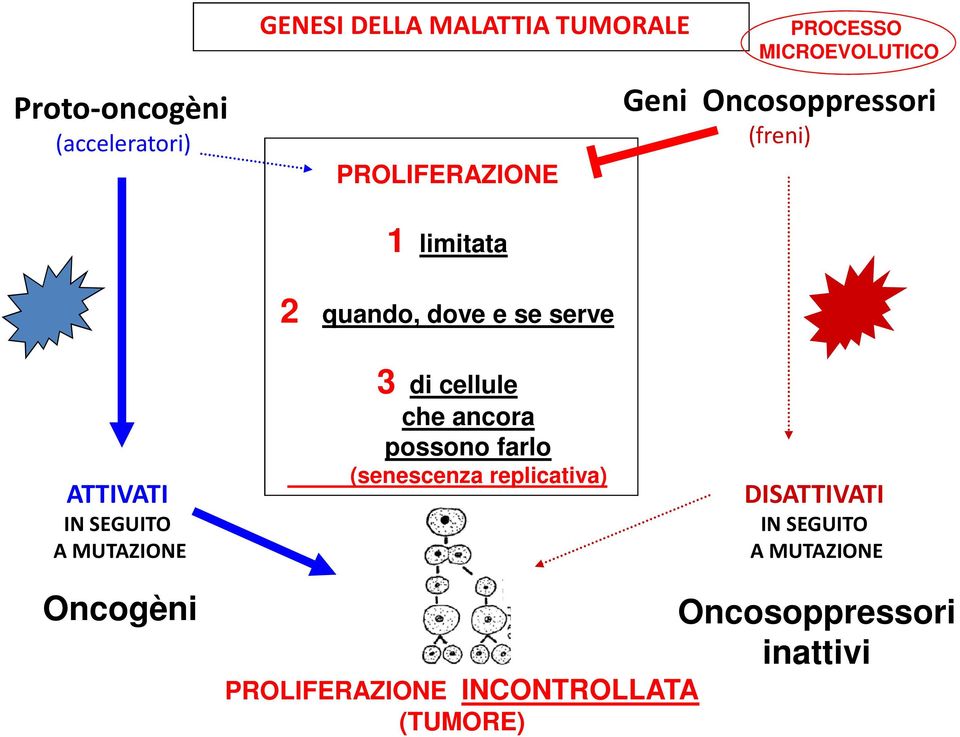 quando, dove e se serve 3 di cellule che ancora possono farlo (senescenza replicativa)