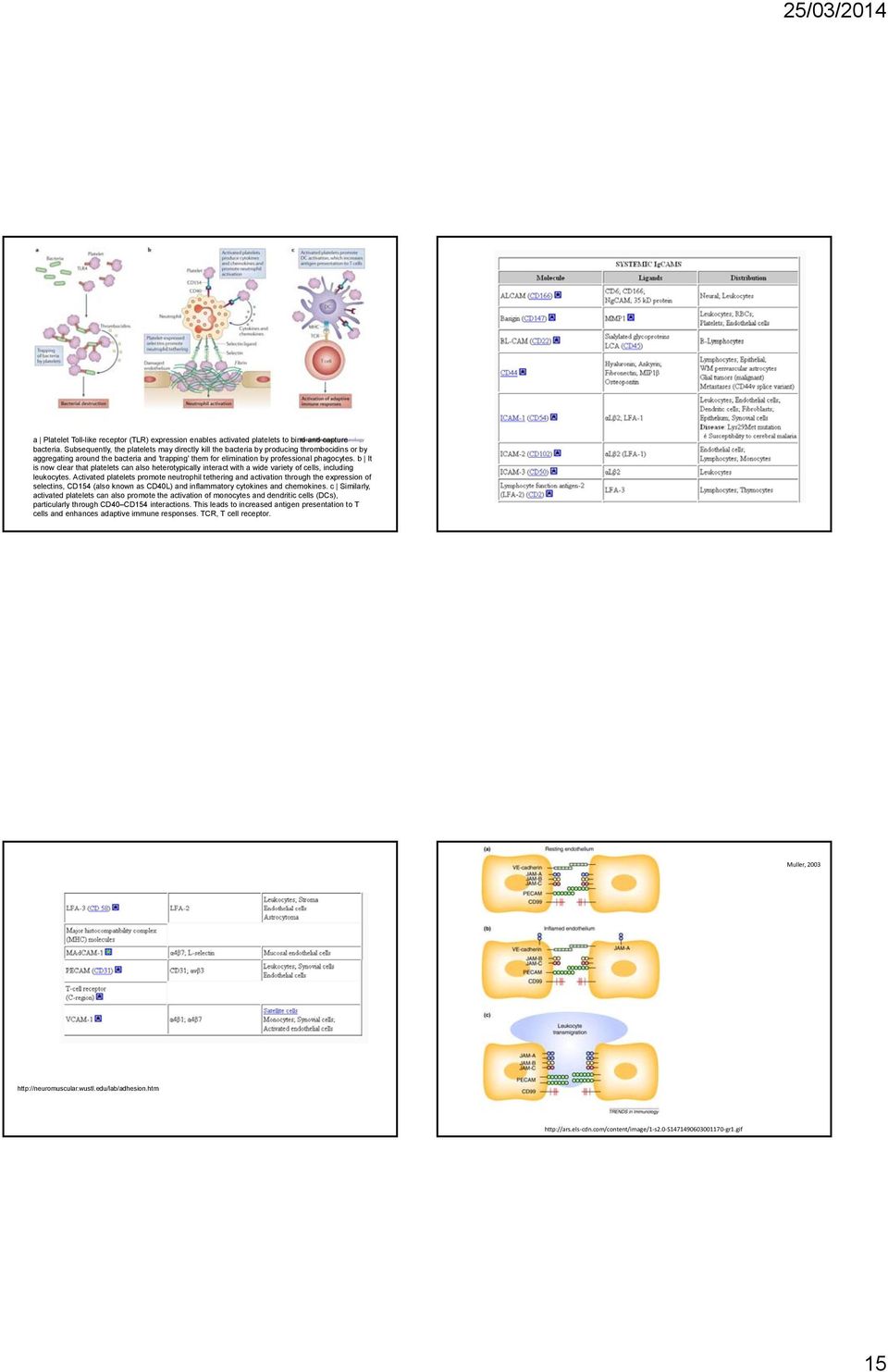 b It is now clear that platelets can also heterotypically interact with a wide variety of cells, including leukocytes.