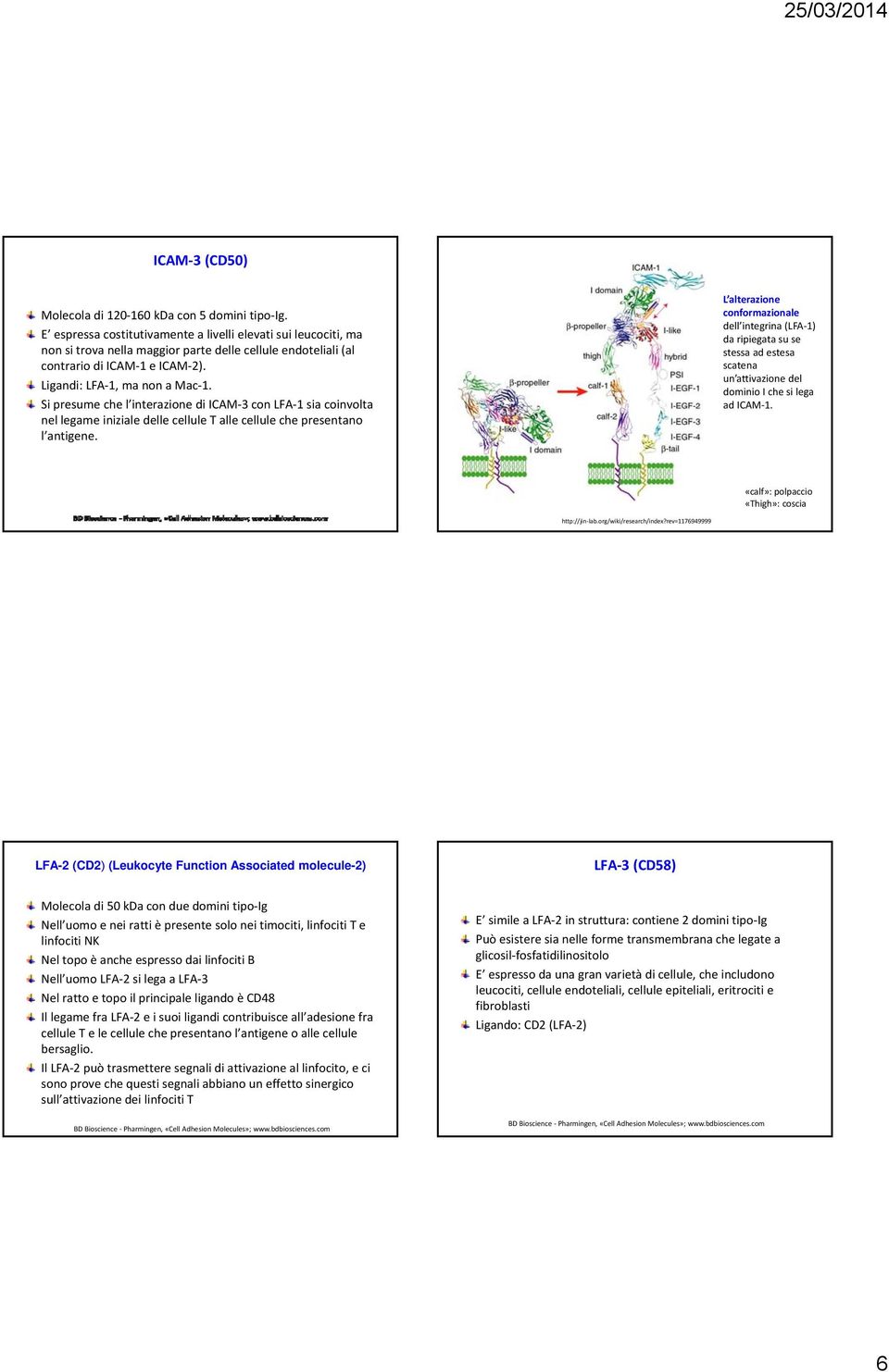 Si presume che l interazione di ICAM 3 con LFA 1 sia coinvolta nel legame iniziale delle cellule T alle cellule che presentano l antigene.