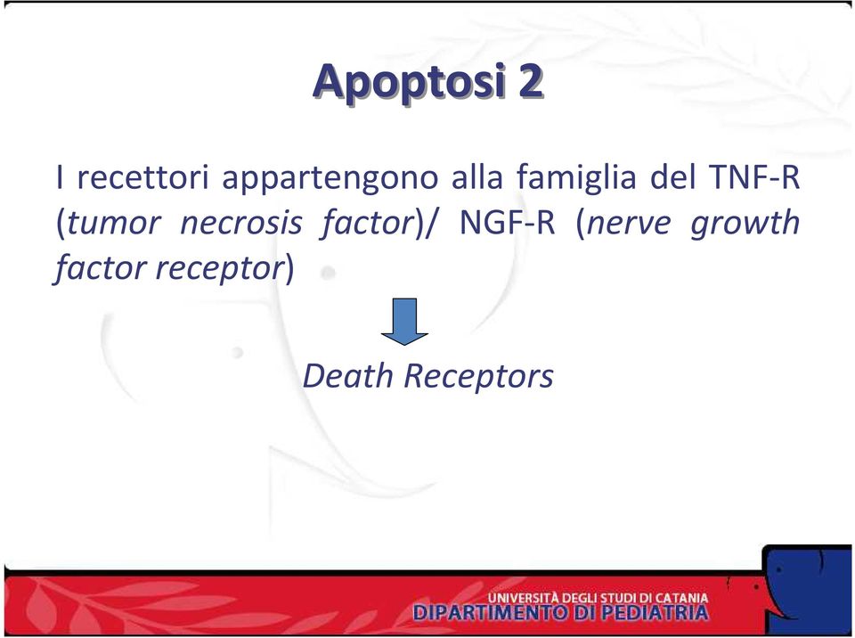 TNF-R (tumor necrosis factor)/