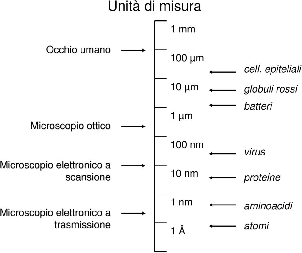 a trasmissione 100 µm 10 µm 1 µm 100 nm 10 nm 1 nm 1 Å cell.