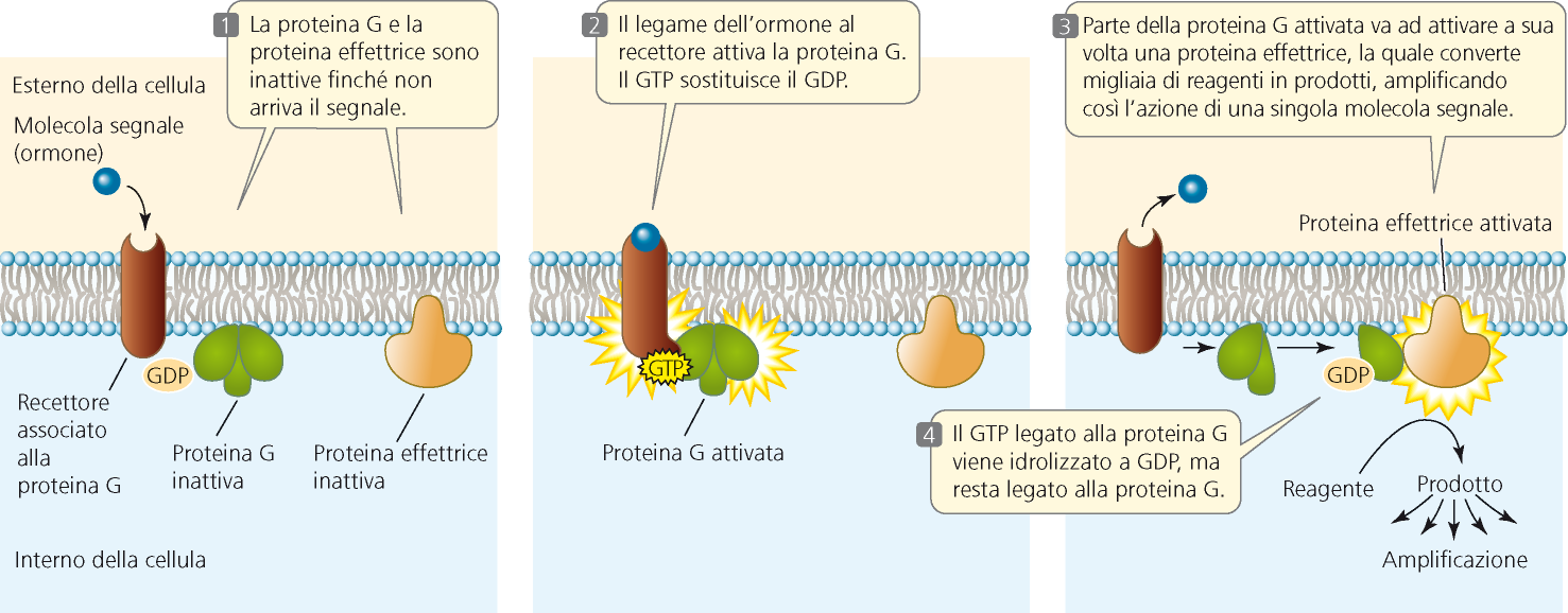 I recettori accoppiati a proteine G Recettori transmembrana a