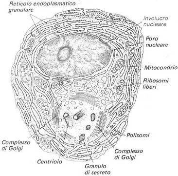 plasmacellula È la