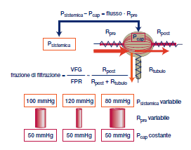 Il fattore maggiormente soggetto a modulazione fisiologica è Pcap, che dipende dalle R vascolari renali (Rpre) e dalla