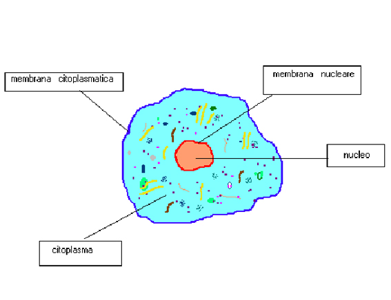 il testo: 02.1 02.2 La cellula La cellula è la più piccola parte di un essere vivente.