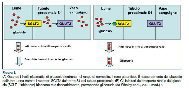 Questi nuovi farmaci promuovono l escrezione renale di glucosio inibendo in maniera selettiva gli SGLT-2 1.