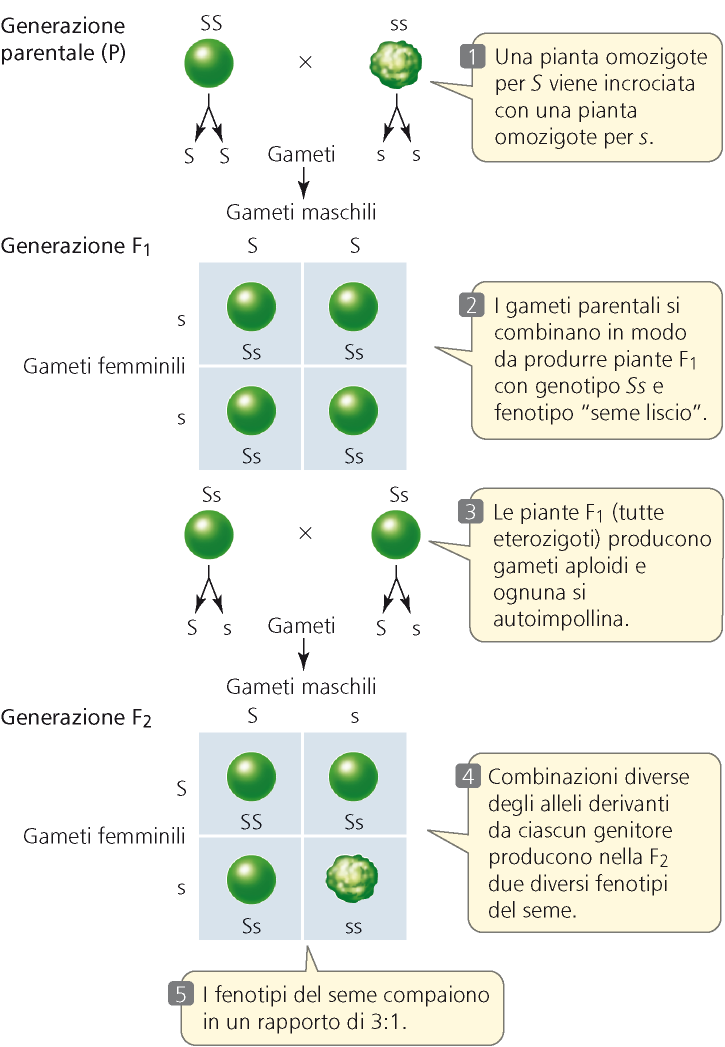 Le due copie del gene segregano nei gameti Carattere R= form of Ripe seed smooth (liscio) or wrinkled (rugoso) A volte indicato come S=liscio; s=rugoso I gameti di un genotipo RR porteranno R I