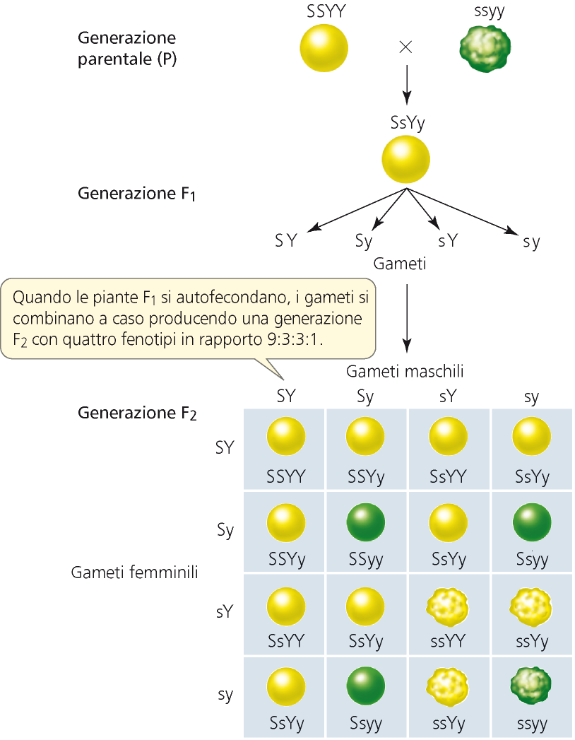 Lo stesso principio funziona anche per gli incroci diibridi Domanda Qual è la P che un seme in F 2 sia liscio?