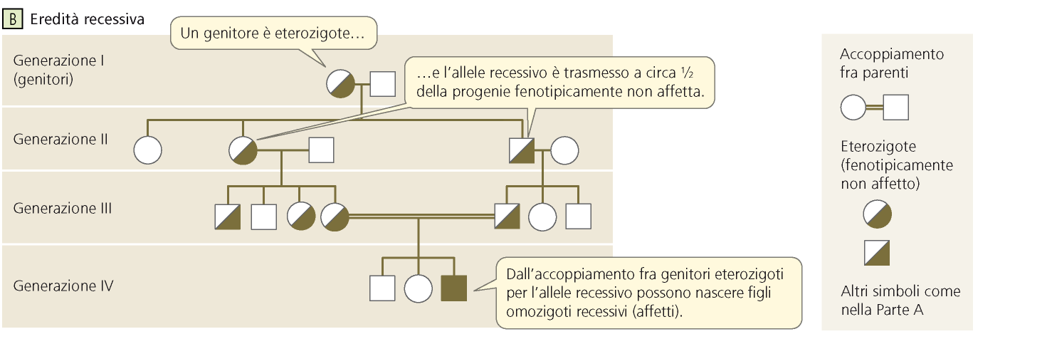 Esempio di un albero genealogico che mostra schema di eredità di un allele raro recessivo (esempi: albinismo, SMA )