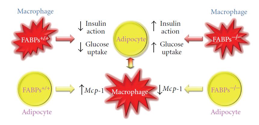 metabolic inflammation Furuhashi