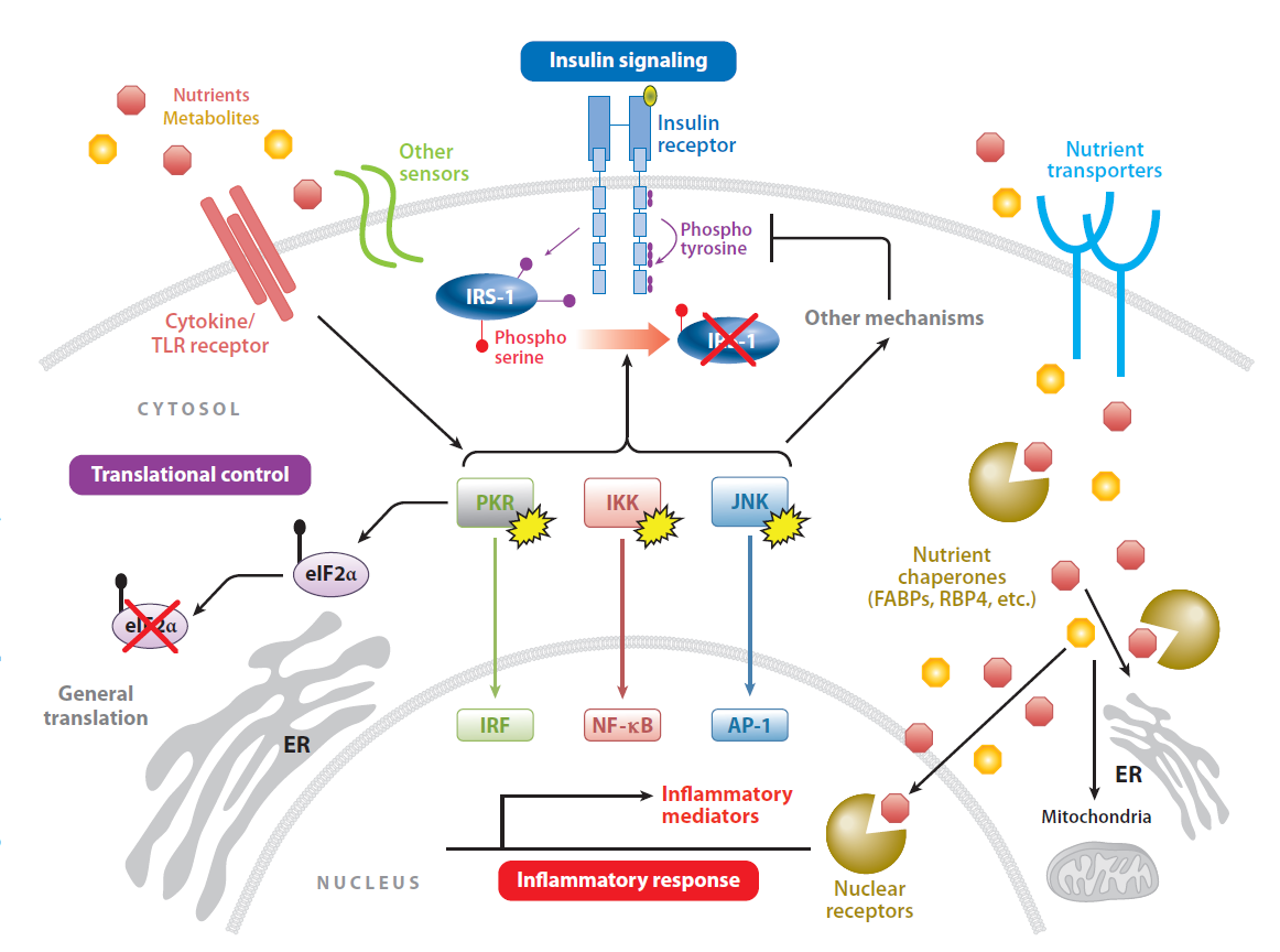 ADIPOCYTE-FATTY ACID BINDING PROTEIN Inflammatory Mechanisms in