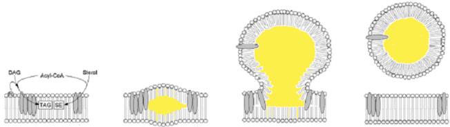 1 - Oli da biomasse ligninocellulosiche: la fermentazione Zuccheri C5 e C6 Fermentazione Downstream Centrifugazione Oli microbici (trigliceridi) Lieviti oleaginosi Alta produttività in lipidi (fino