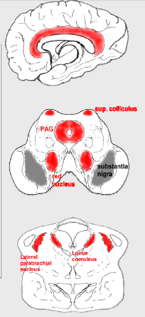 Il dolore neuropatico Vie discendenti di modulazione del dolore Possono partire da: 1.