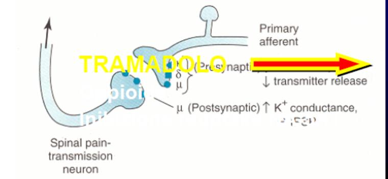 Farmaci Oppioidi: Meccanismo d azione: - Azione sui recettori μ, δ, K, spinali con riduzione dell ingresso di Ca++ a livello