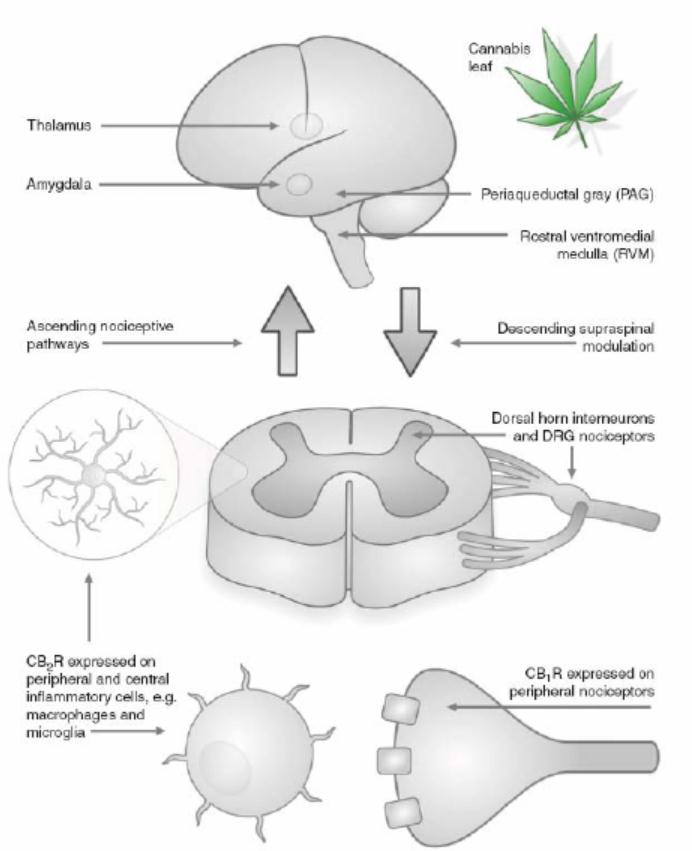 Farmaci Cannabinoidi: - Meccanismo: agiscono sui recettori cannabinoidi (CB1R e CB2R) - Recettori CB1R: si trovano a