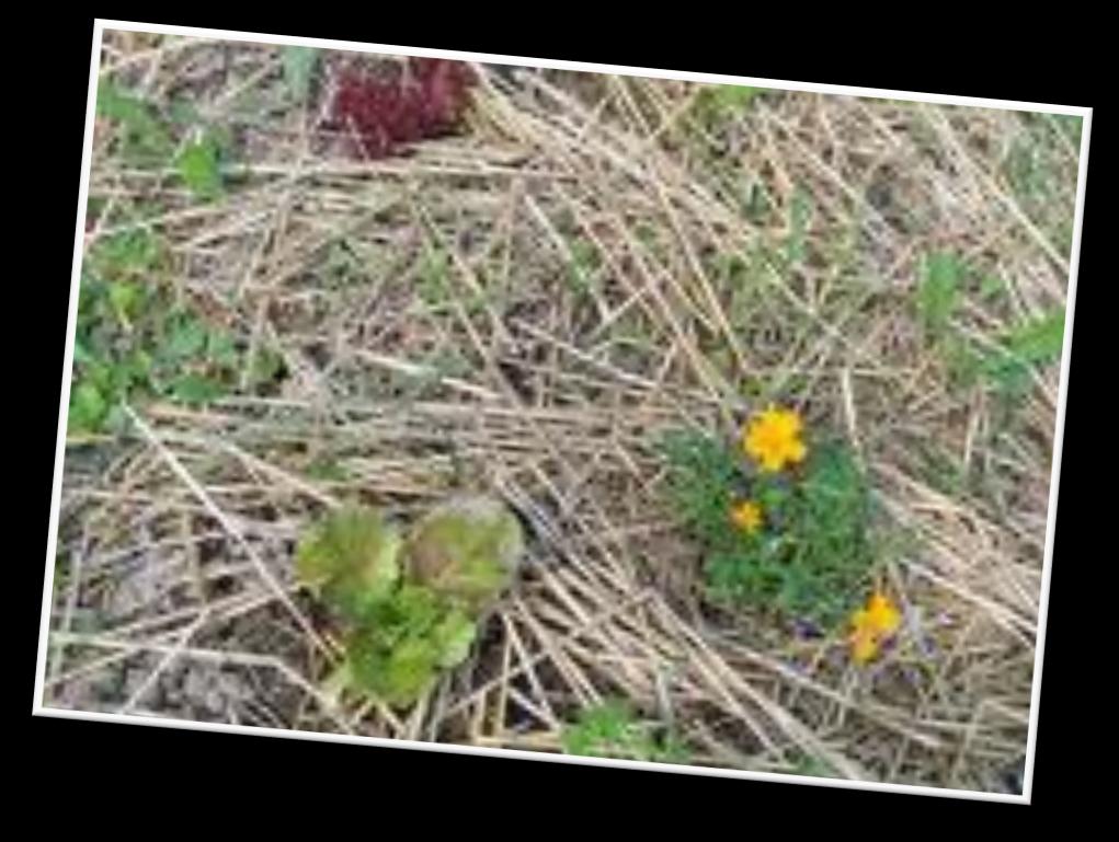 SEMINIAMO TANTE VARIETA DI PIANTE Nella parte piana dei bancali piantiamo almeno TRE TIPI DI PIANTE diverse.