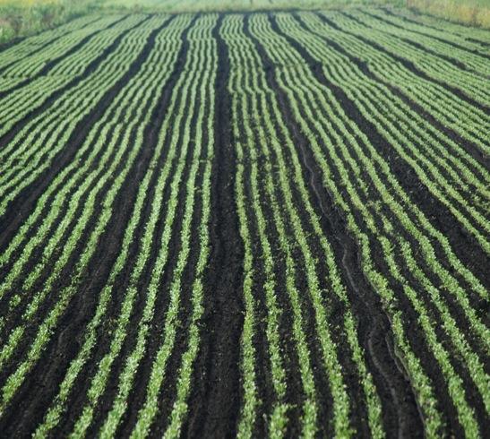 Tutto è partito da un PENSIERO SBAGLIATO: si credeva che in agricoltura le piante assorbissero sostanze nutritive dal terreno