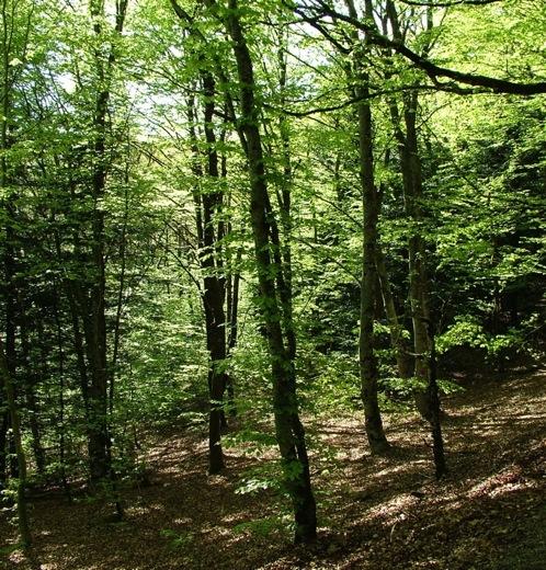 IL BOSCO Osserviamo un bosco: ogni centimetro di terra è coperto da vegetazione; troviamo erba, cespugli, arbusti, piante basse, medie, alte e altissime; TUTTO PROSPERA senza bisogno di cure e