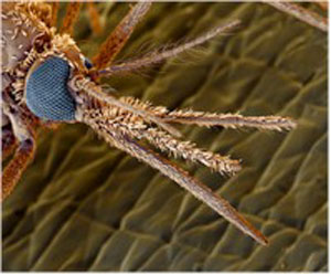 La famiglia dei Culicidi Quando una di zanzara si nutre di un ospite vertebrato, incide e penetra la sua cute con un fascio rigido di strutture (stiletti boccali) che sondano i tessuti dell ospite;