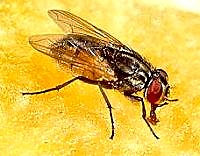 Il caso di Musca domestica La mosca è un insetto cosmopolita che vive ovunque soprattutto nei posti caldi e umidi dove queste condizioni favoriscono l accoppiamento e l ovodeposizione.
