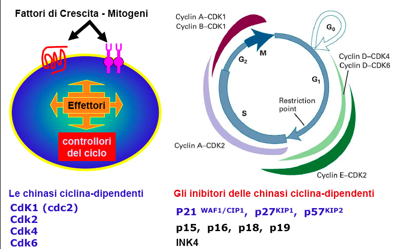 L attività dei complessi ciclina/cdk è soggetta a