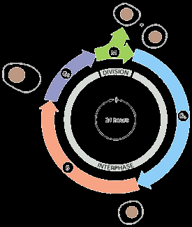 Il ciclo cellulare: interfase e mitosi Interfase: G1 (G=gap) S (duplicazione del DNA) G2 Nell interfase la cellula cresce in volume ed è attiva nelle sue funzioni metaboliche, come l ossidazione del