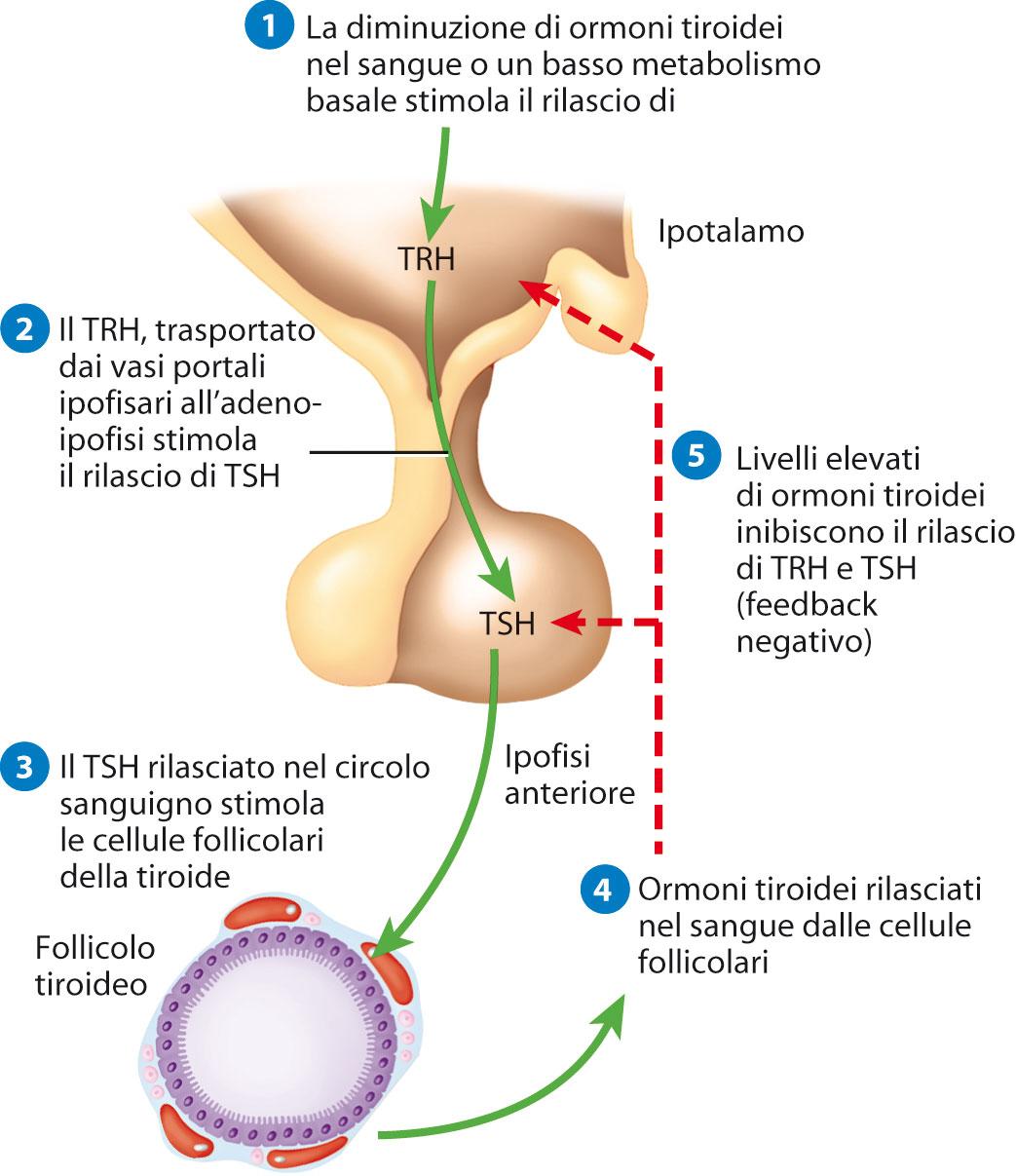 L ormone tireotropo (TSH) promuove il rilascio degli ormoni tiroidei.