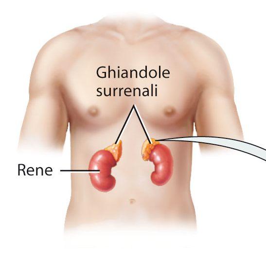 GHIANDOLE SURRENALI Ognuna delle due ghiandole surrenali si trova sul polo superiore di ciascun rene.