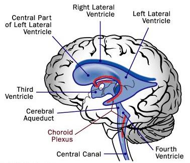 LA GHIANDOLA PINEALE La ghiandola pineale, detta anche epifisi, è una piccola struttura endocrina posta nella parte posteriore del tetto del terzo ventricolo del cervello.