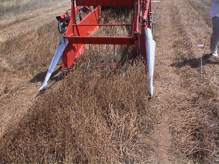 Gestione della coltura Il trifoglio alessandrino può essere utilizzato per il pascolo, per la produzione di fieno e per la produzione di seme. Figura 3.