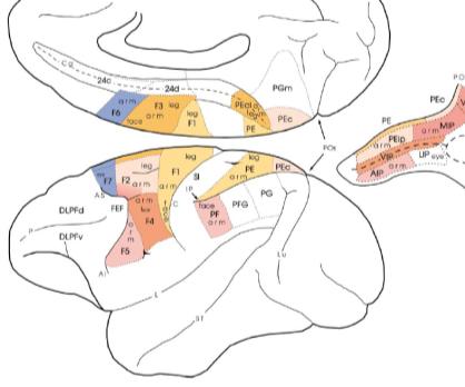 sensoriali e di formare i percetti oggettuali e spaziali da inviare alle aree motorie per l organizzazione dei movimenti.