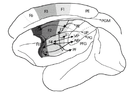 Carattere esecutivo/rappresentazionale del sistema motorio Circuiti corticali fronto-parieto-temporali: integrano informazioni sensoriali e motorie relative a una certa parte corporea e ne assicurano