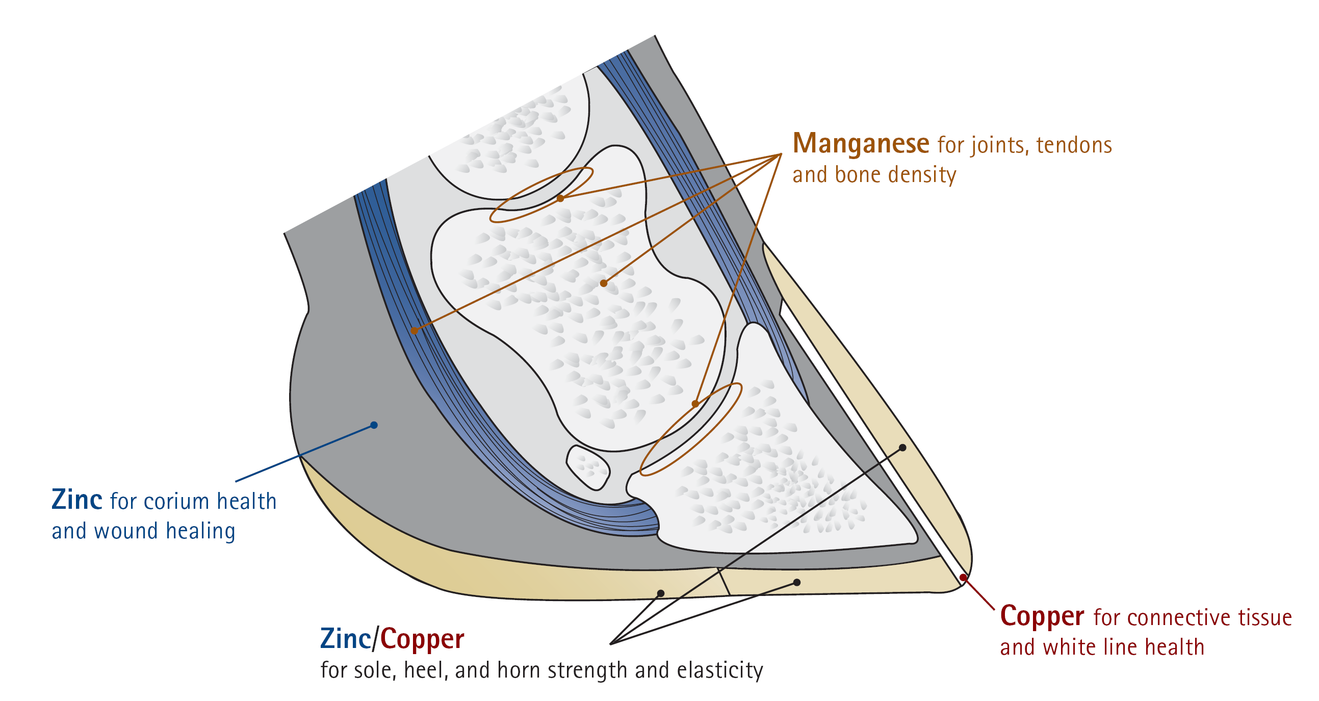 RIDUCE LE PROBLEMATICHE PODALI : Zinco, Manganese e Rame sono attivamente coinvolti nei processi di crescita e riparazione dell'unghia.