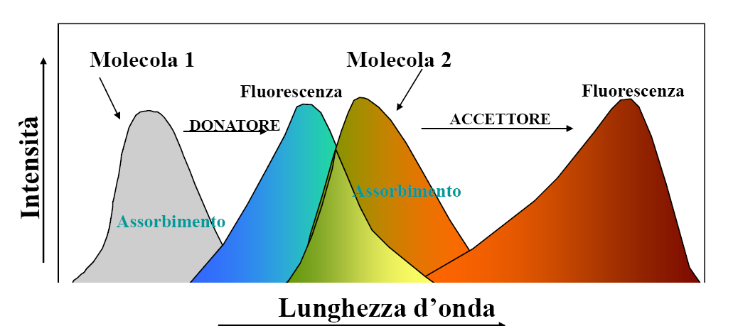 Fluorescence Resonance Energy Transfer trasferimento di energia per risonanza dovuta a fluorescenza Nell'immagine a lato, il donatore è CFP (Cyan Fluorescent Protein), l'accettore YFP (una variante