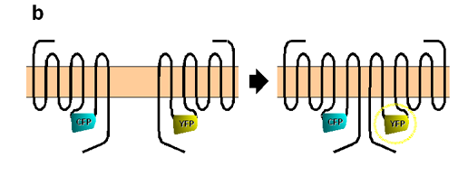 Fluorescence Resonance Energy Transfer trasferimento di energia per risonanza dovuta a fluorescenza La FRET è uno strumento utile