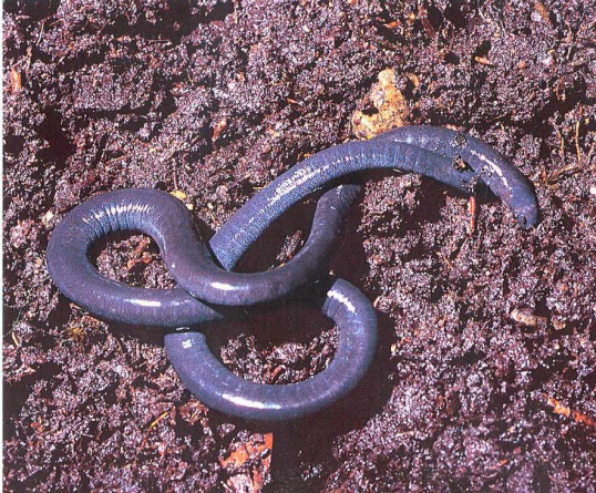 Generalità sugli Anfibi Dal greco antico amphibios = a doppia vita ; caratterizzati da due fasi vitali, una larvale, tipicamente acquatica, e una metamorfosata, più o meno terrestre.