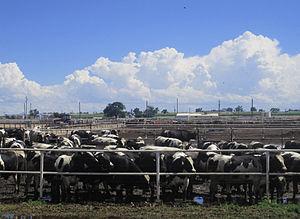 Inquinamento dell'industria dei cibi animali Nella seconda metà del Novecento il consumo globale di carne è