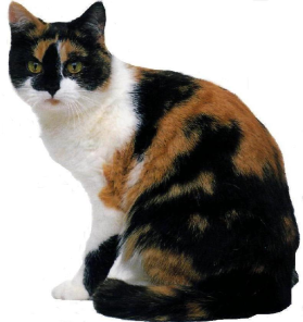 Un gatto o... una gatta?? 1 Colore: rosso (arancio) o crema. 2 Colore: bianco. 3 Colore: nero, o blu (grigio blu).