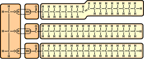 TRIGLICERIDI Sono prodotti dalla condensazione (esterificazione) tra una molecola di glicerolo (a sinistra) e tre molecole di acidi grassi (a destra) Gli ESTERI sono composti che