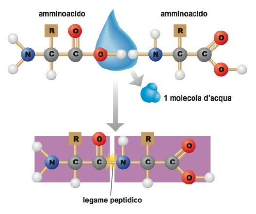 AMMINACIDI e LEGAME PEPTIDIC L amminoacido è il monomero del polipeptide, ed è caratterizzato dai gruppi funzionali amminico (-NH 2 ) e carbossilico (-CH) il gruppo carbossilico ha carattere acido e