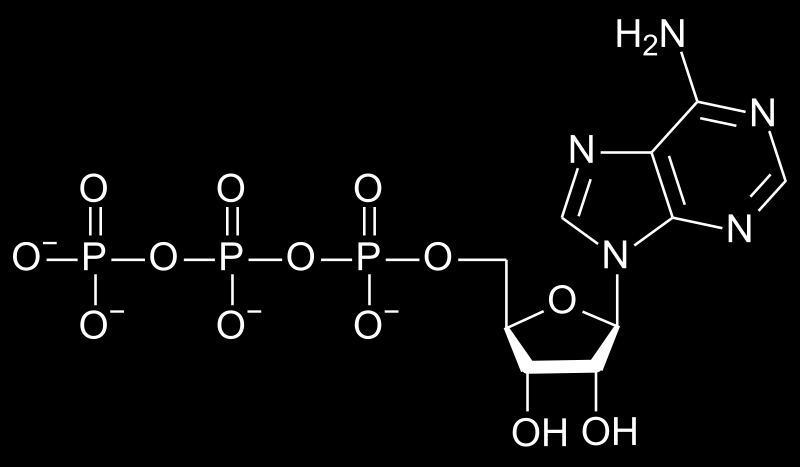 AdenosinTriPhosphate un nucleotide particolare: Adenosina Trifosfato Adenosina