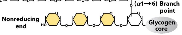 Ramificazioni Interviene l enzima ramificante [amilo-(1,4 1,6) transglicosilasi] Rimuove un frammento di almeno 6 residui dall estremità non riducente della catena principale e lo riattacca a questa