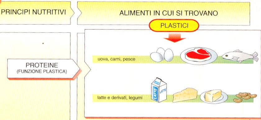 Funzione plastica La funzione plastica fornisce il materiale cellulare per sviluppare l organismo durante la crescita, per mantenerlo e
